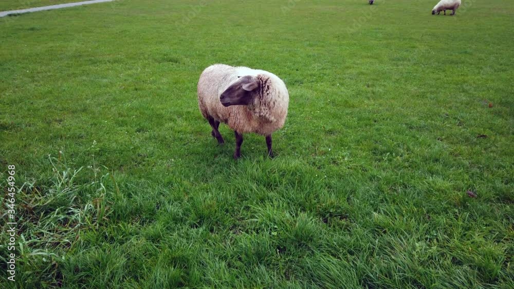 One single sheep standing on green meadow, 4k video footage One single sheep standing on green meadow, 4k video footage