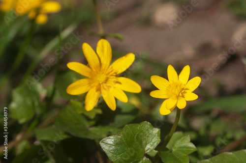 Buttercup ficaria flowers in spring, closeup
