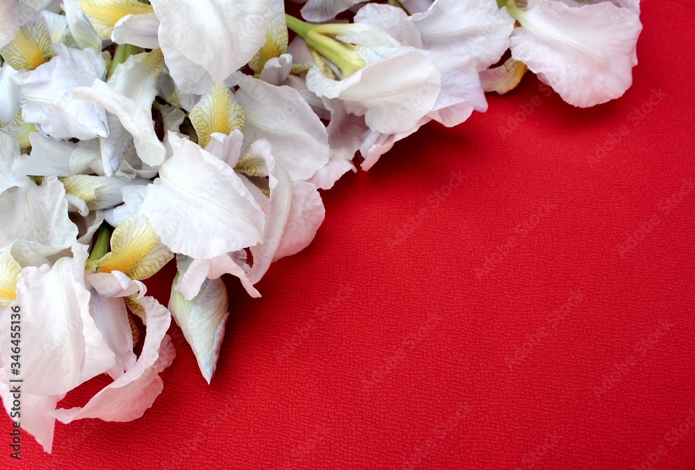 White irises on a red background. Frame of fresh blue and white flowers isolated on a red background with place for text. White petals on a colored Spring background. View from above.
