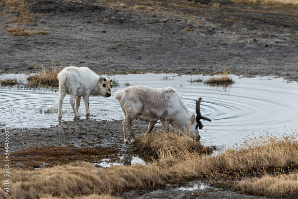Obraz premium Wild reindeers mother and cub in tundra at summer time