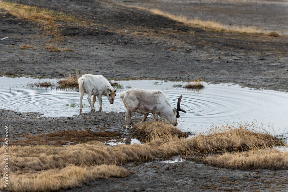 Wild reindeers mother and cub in tundra at summer time Wild reindeers mother and cub in tundra at summer time