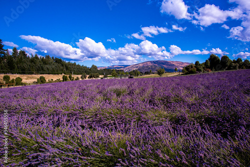 Lavender field  New Zealand