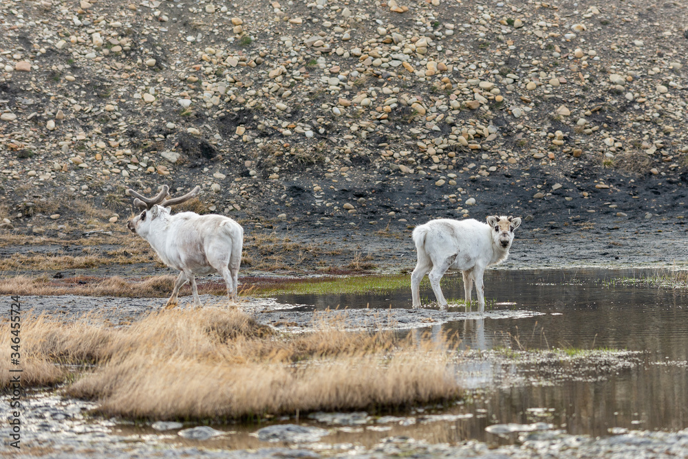 Wild reindeers mother and cub in tundra at summer time Wild reindeers mother and cub in tundra at summer time