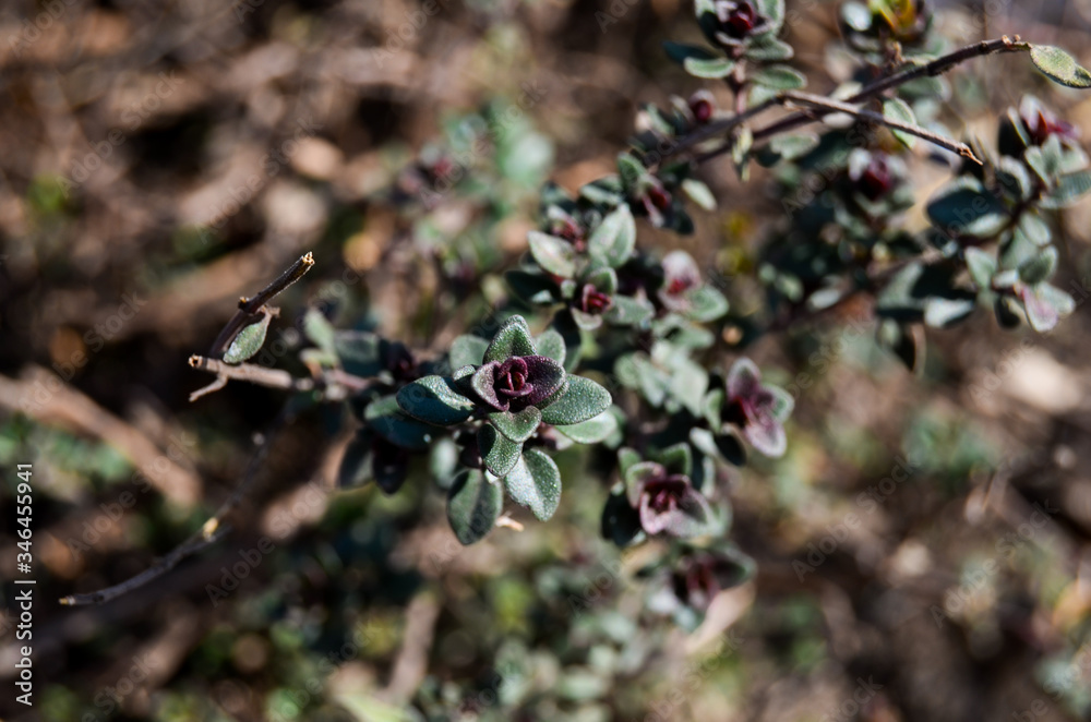 Photo of young spring thyme sprouts Photo of young spring thyme sprouts