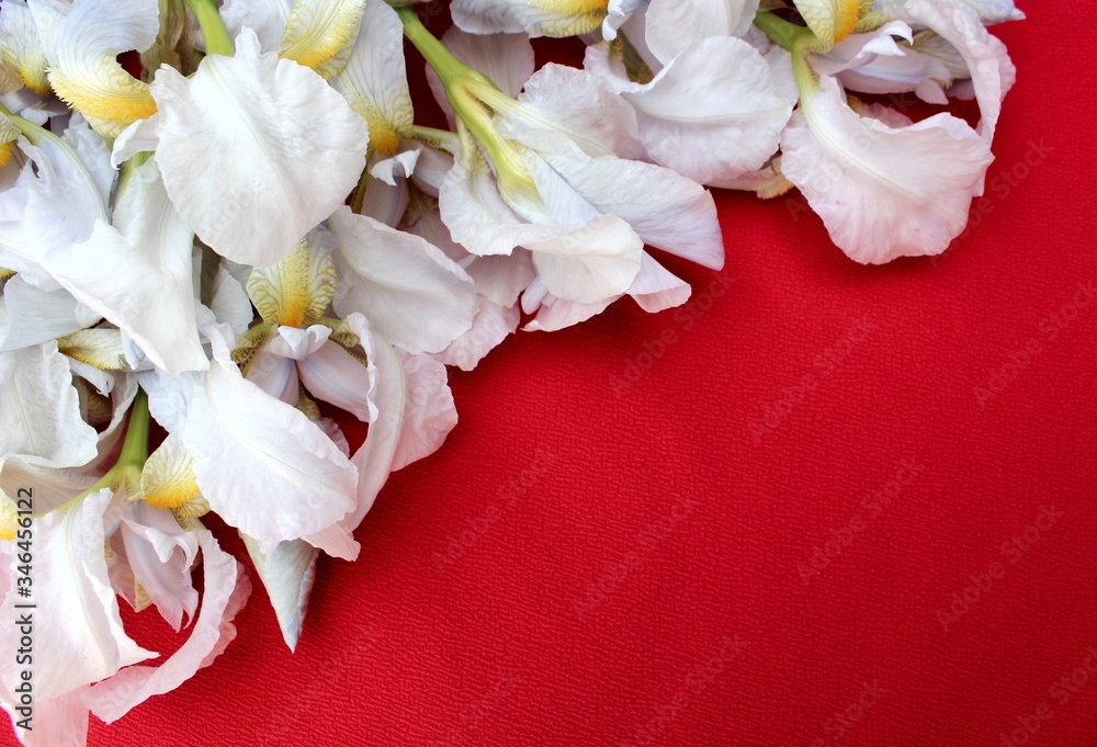 White irises on a red background. Frame of fresh blue and white flowers isolated on a red background with place for text. White petals on a colored Spring background. View from above.