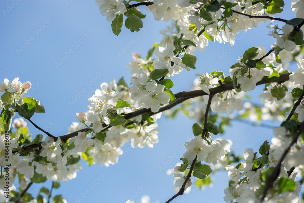 Blooming apple tree in the garden