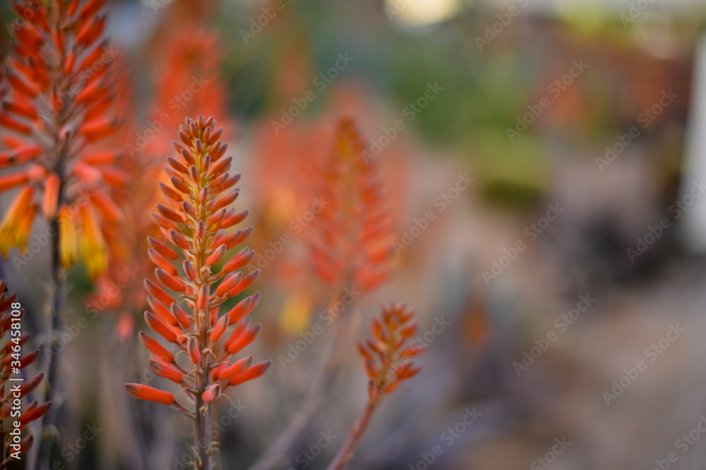 beautiful tropical flowers on a blurred background beautiful tropical flowers on a blurred background