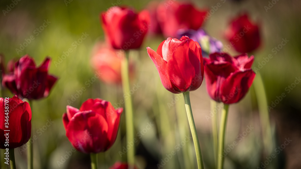 Rote Tulpen