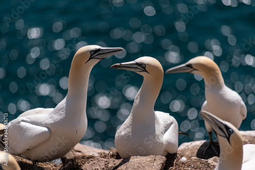 Typical Gannet colony.