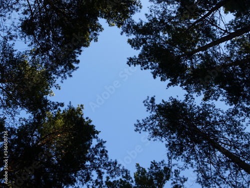 crowns of dark trees against the blue sky