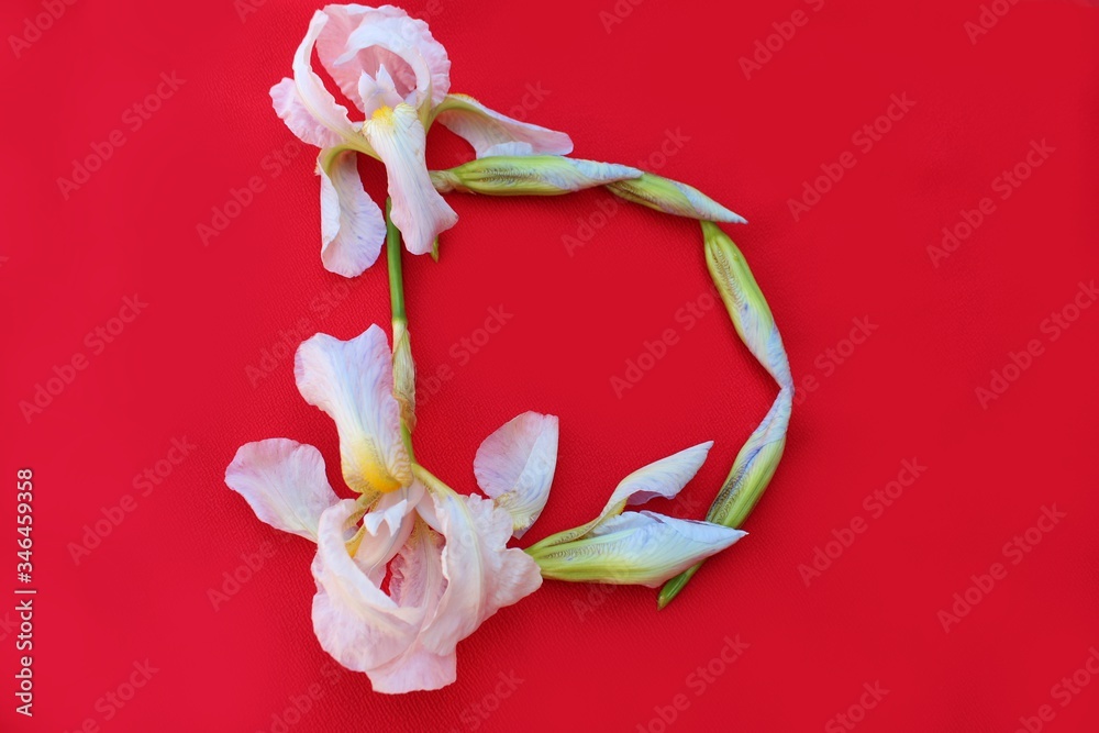 Letter D of iris flowers on a red background. Spring concept. Flat lay. Floral letters of the alphabet for design and decoration. Alphabet made of flowers.