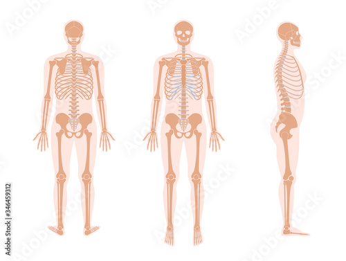 Human man skeleton anatomy
