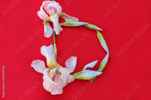 Obraz na płótnie Letter D of iris flowers on a red background. Spring concept. Flat lay. Floral letters of the alphabet for design and decoration. Alphabet made of flowers. w salonie