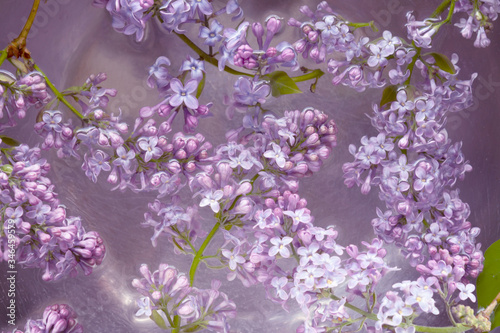 lilac flowers floating in the water © World of AI