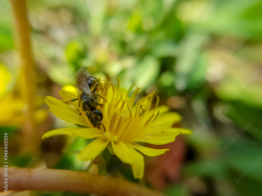 European honey bee (Apis mellifera) collecting pollen from fields of dandelion flowers. Macro shot, yellow flower. European honey bee (Apis mellifera) collecting pollen from fields of dandelion flowers. Macro shot, yellow flower.
