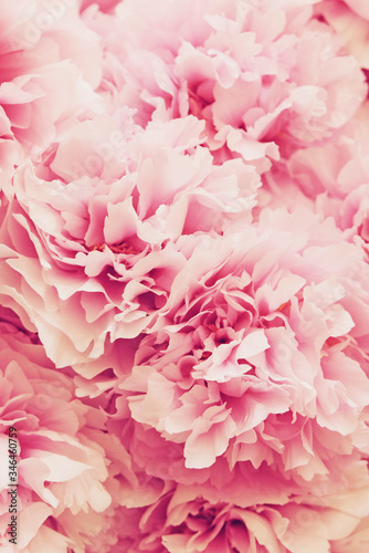 Heap of fresh beautiful pink peony flowers in full bloom.