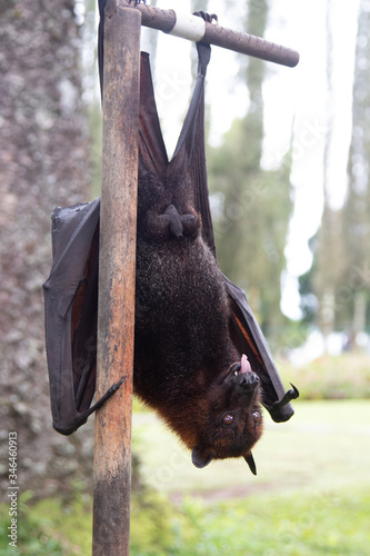 
A flying fox hangs upside down, clutching a tree with its claws. Funny picture of an exotic animal. Danger, cute, bat, exotic, mammals, tropics, wings, beautiful, disease, coronavirus