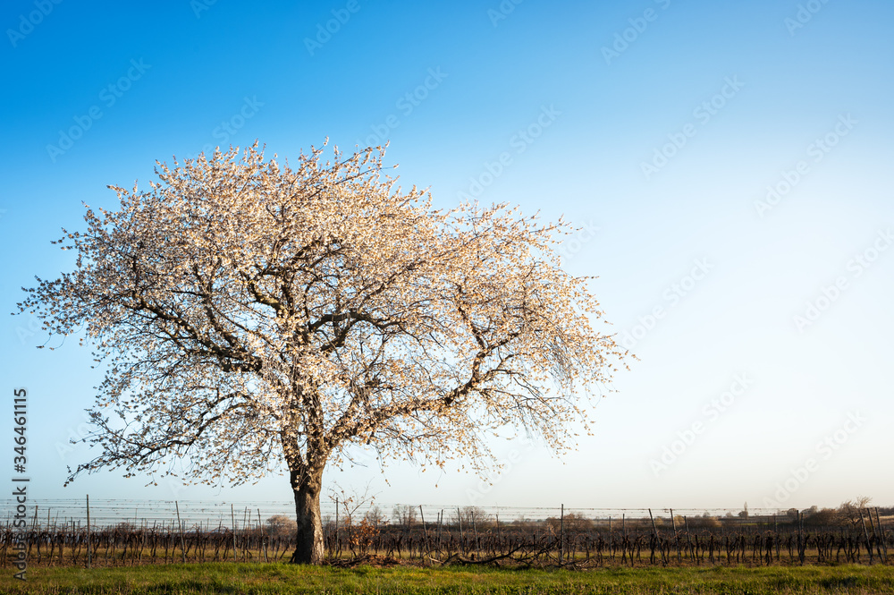 Cherry tree in bloom in Spring Cherry tree in bloom in Spring