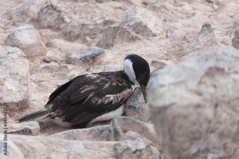 Obraz premium Antarctica Cape Bruntbluff flying penguin - loon on a cloudy winter day