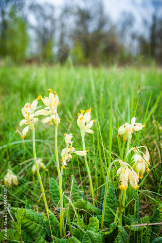Cowslip in a meadow in spring