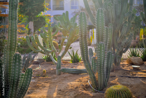 Egyptian cacti in the sunset