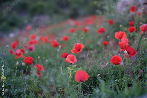 flower, poppy, field, red, nature, summer, spring, meadow, flowers, green, tulip, bloom, poppies, plant, blossom, grass, beauty, tulips, beautiful, garden, sun, landscape, season, color, petal