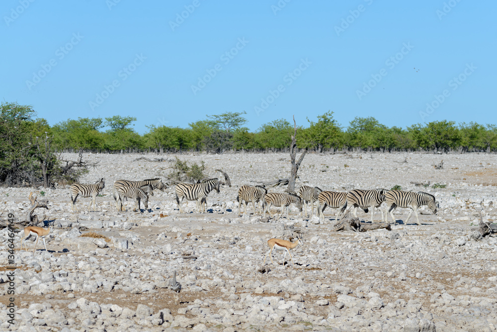 Wild zebras walking in the African savanna Wild zebras walking in the African savanna