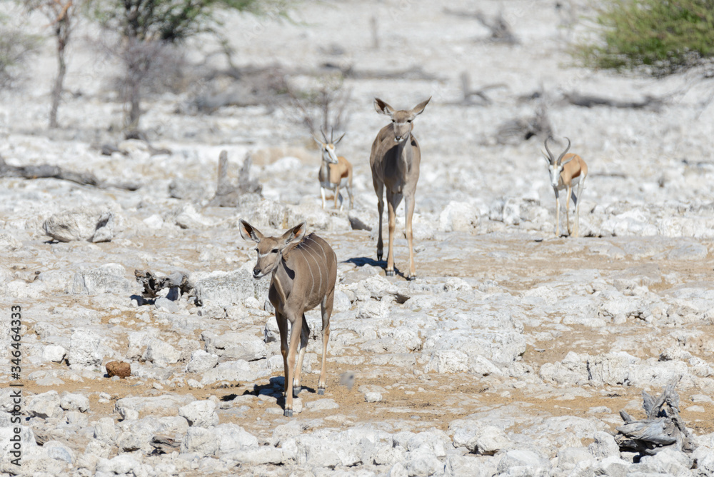 Wild kudu antelopes in the African savanna Wild kudu antelopes in the African savanna