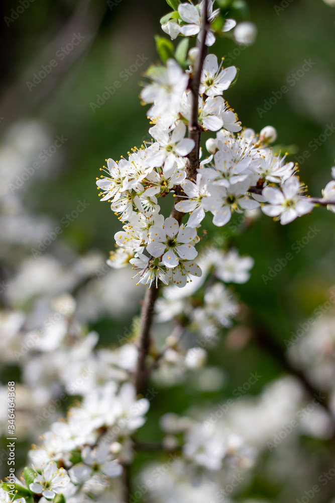 White flowers. Summer. Nature. Plants. Background. Idea for a postcard. White flowers. Summer. Nature. Plants. Background. Idea for a postcard.