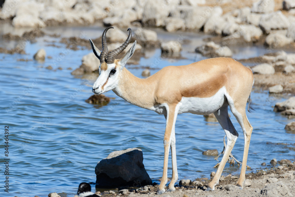 Wild springbok antelopes in the African savanna Wild springbok antelopes in the African savanna