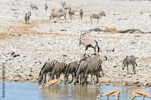 Wild african animals -gnu, kudu, orix, springbok, zebras drinking water in waterhole