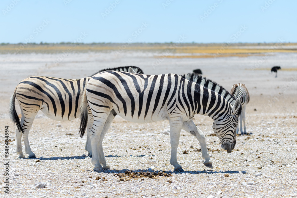 Wild zebras walking in the African savanna Wild zebras walking in the African savanna