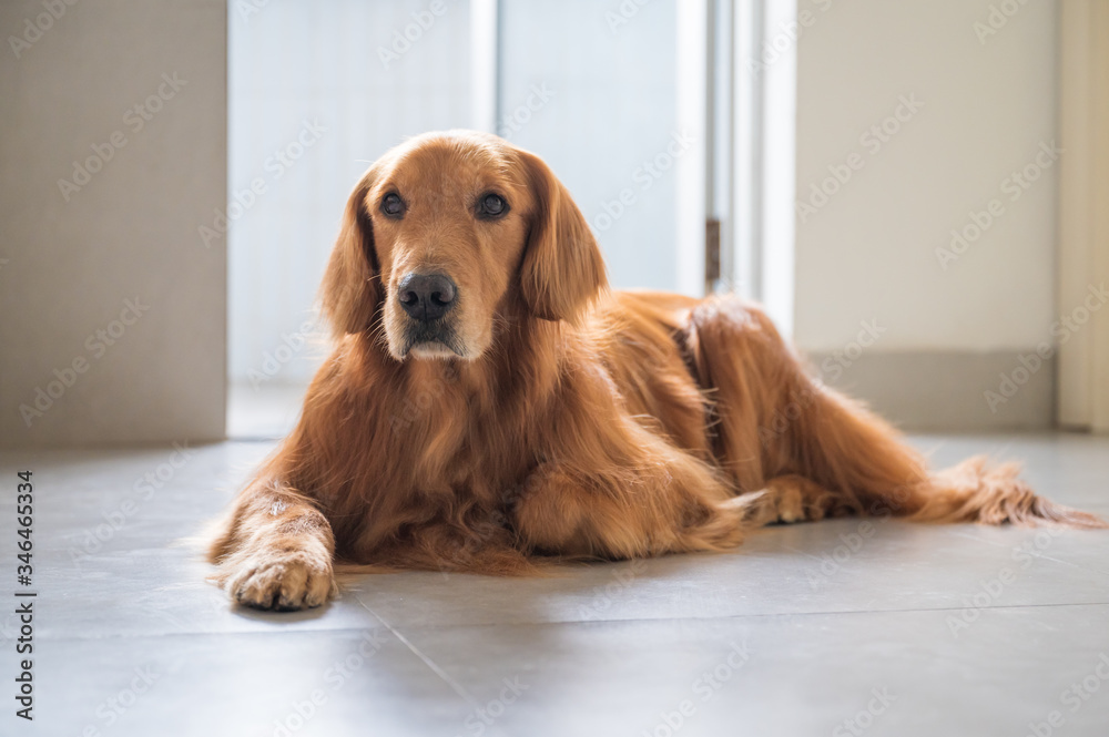 Golden retriever lying on the floor