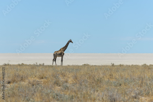 Giraffe walking in the African savanna