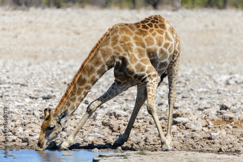 Giraffe drinking water on waterhole in the African savanna
