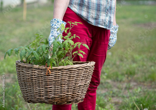 Caucasian woman in red trousers, a plaid shirt and gloves holds a basket with tomato seedlings in her hands