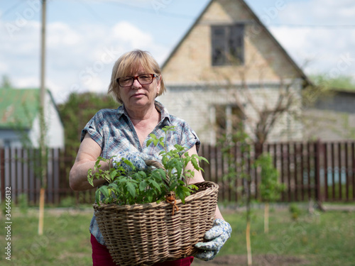 Senior Caucasian woman holding a basket with tomato seedlings
