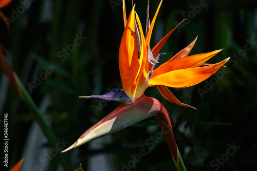 bird of paradise flower in a garden