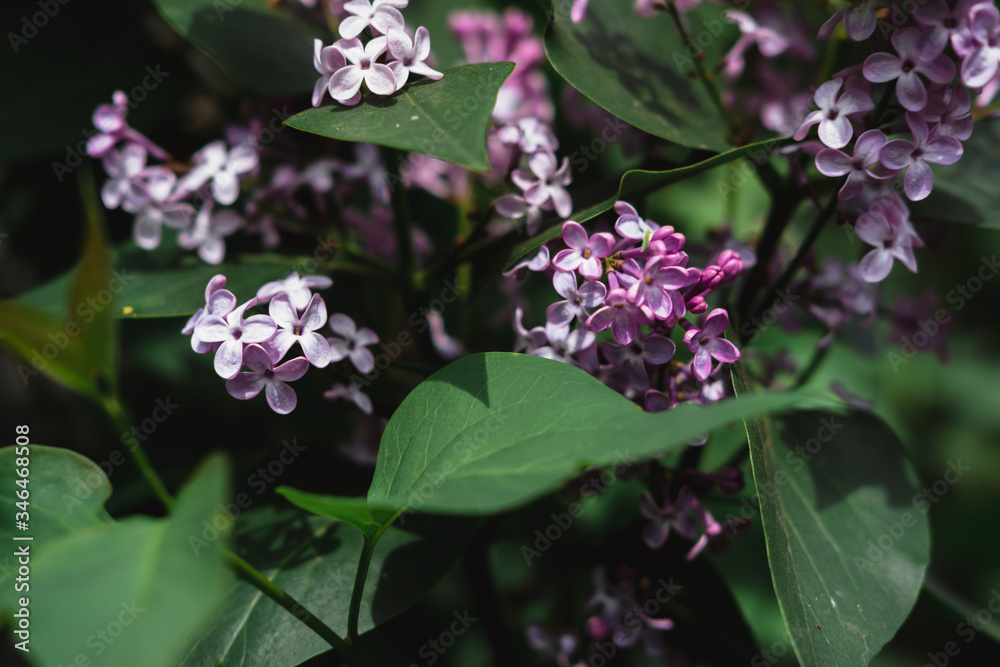 Blooming branch of lilac. Fragrant flowering lilac Bush in spring. Blooming branch of lilac. Fragrant flowering lilac Bush in spring.