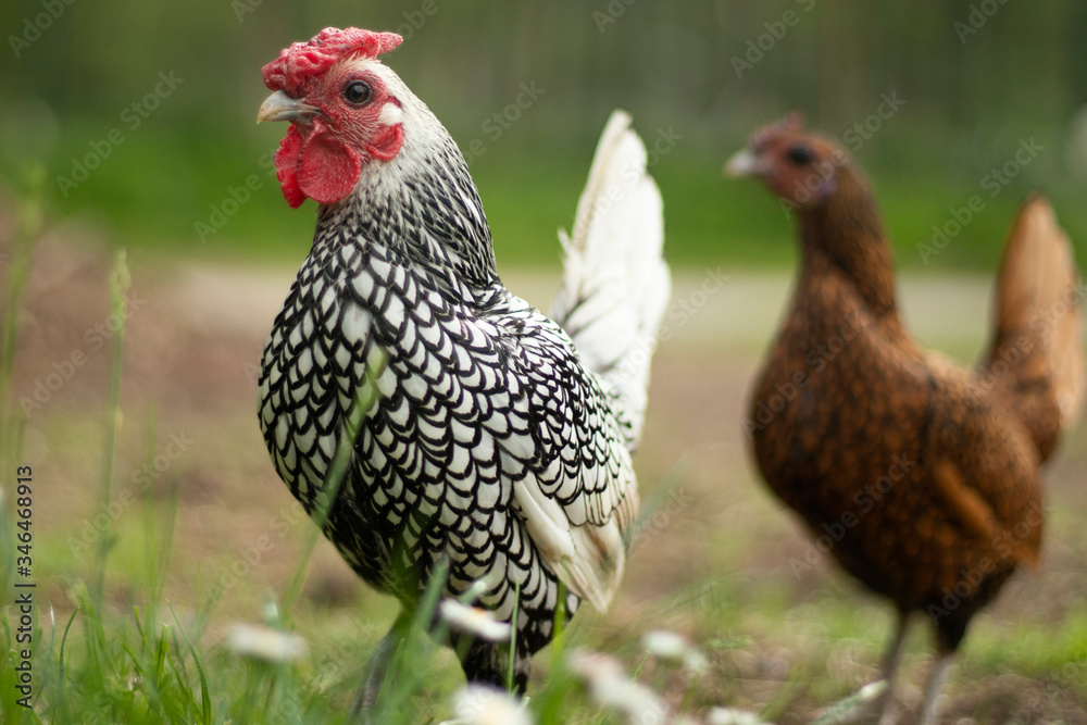 Fototapeta premium rooster and hen