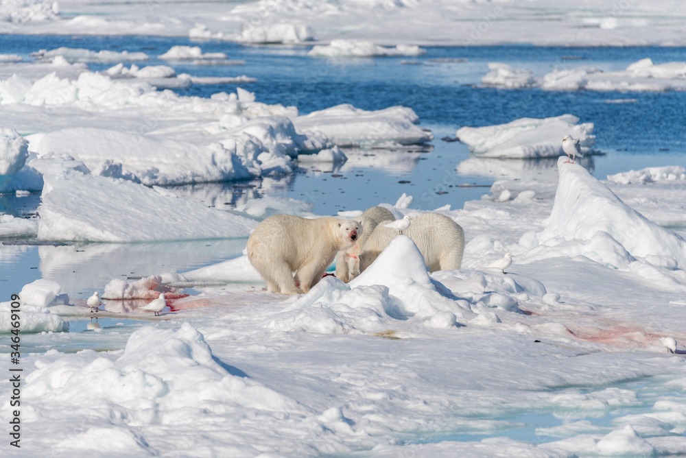 Wild polar bear (Ursus maritimus) mother and two young cubs on the pack ice, north of Svalbard Arctic Norway Wild polar bear (Ursus maritimus) mother and two young cubs on the pack ice, north of Svalbard Arctic Norway