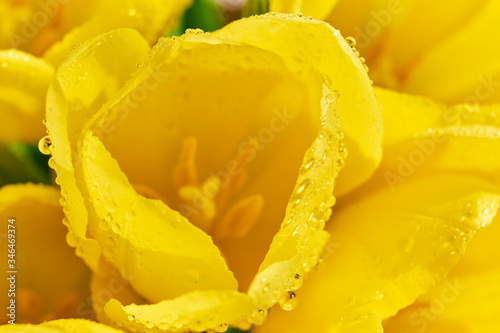 Beautiful and fresh tulips in mild natural lighting