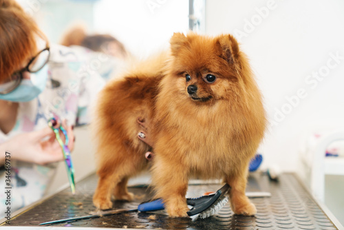Image of female pet hairdresser grooming pomeranian spitz in dog salon