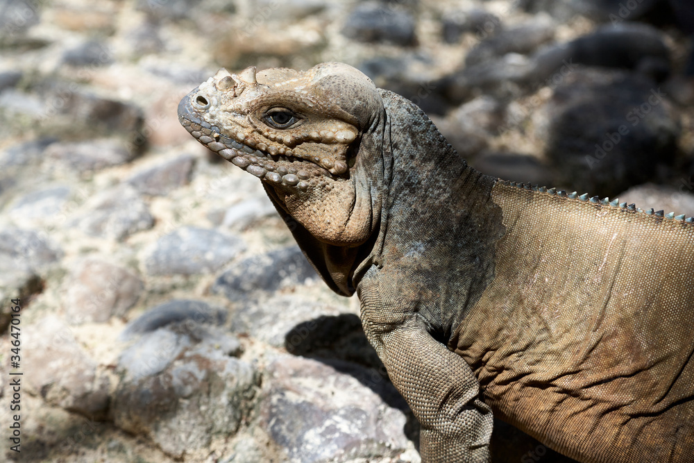 Fototapeta premium Iguana living in a zoo near Punta Cana in the Dominican Republic