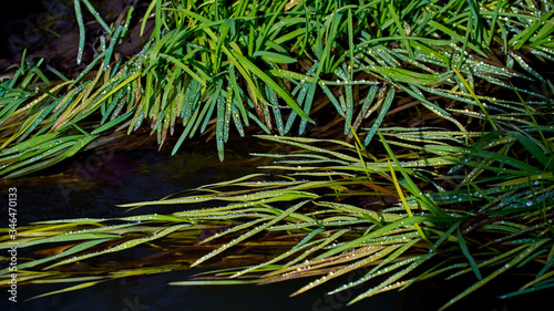 Dewy grass glistening in the sun in a mountain stream