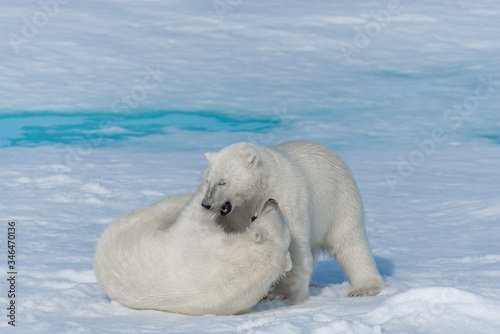 Two young wild polar bear cubs playing on pack ice in Arctic sea, north of Svalbard © Alexey Seafarer