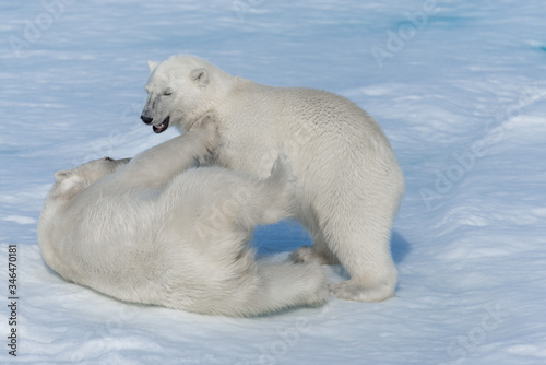 Two young wild polar bear cubs playing on pack ice in Arctic sea, north of Svalbard