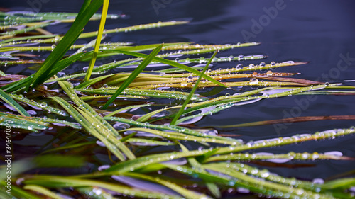 Dewy grass glistening in the sun in a mountain stream