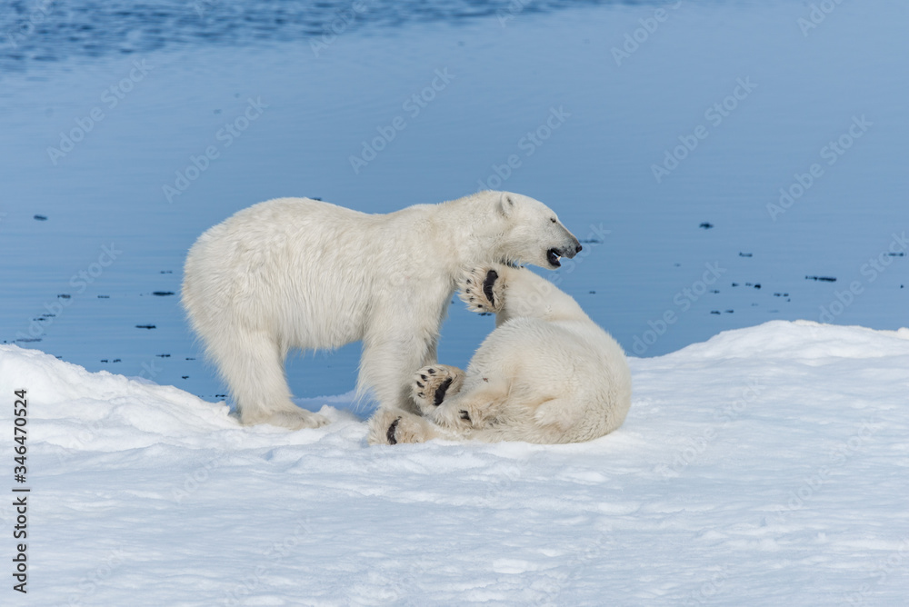 Two young wild polar bear cubs playing on pack ice in Arctic sea, north of Svalbard Two young wild polar bear cubs playing on pack ice in Arctic sea, north of Svalbard