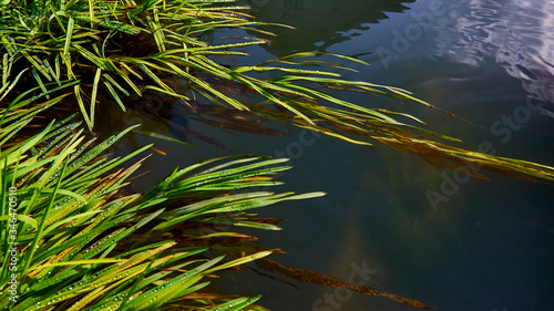 Dewy grass glistening in the sun in a mountain stream